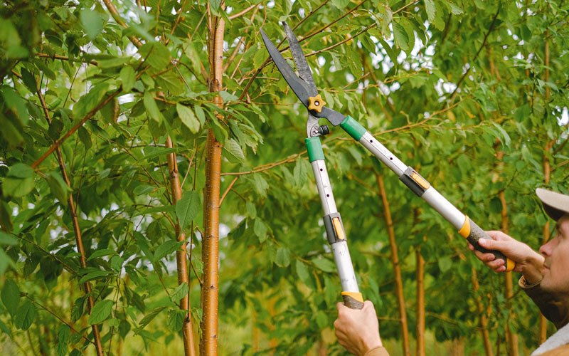 Tree trimming in Lucerne, IN